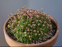 Crassula socialis